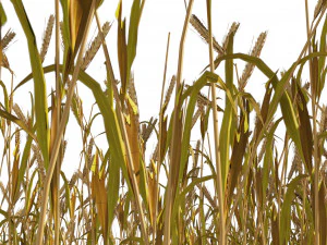 Golden wheat field 3D Model