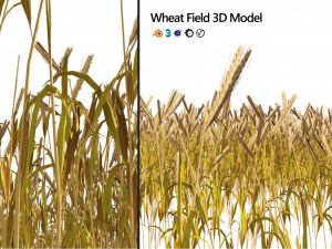 Golden wheat field 3D 模型