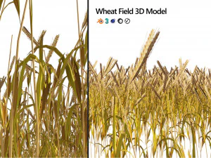 Golden wheat field 3D Model
