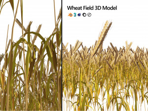 Golden wheat field 3D 模型