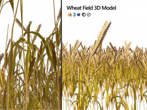 Golden wheat field 3D Model