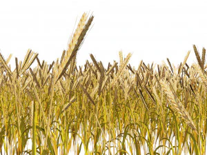 Golden wheat field 3D Model