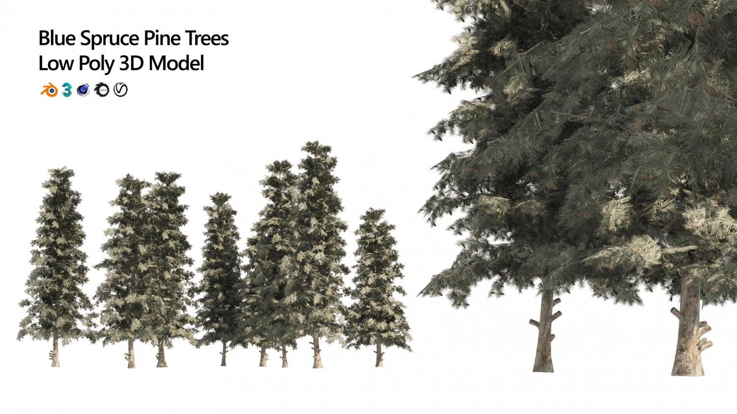 Blue Spruce Pine Trees 3D Model .c4d .max .obj .3ds .fbx .stl .blend 