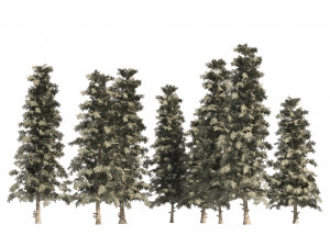 Blue Spruce Pine Trees 3D Model