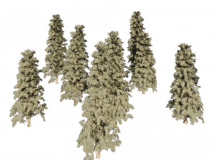 Blue Spruce Pine Trees 3D Model