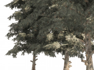 Blue Spruce Pine Trees 3D Model