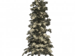 Blue Spruce Pine Trees 3D Model