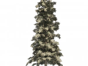 Blue Spruce Pine Trees 3D Model