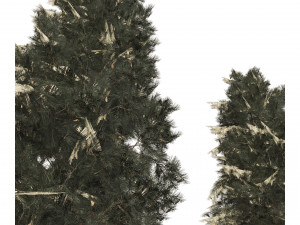 Blue Spruce Pine Trees 3D Model