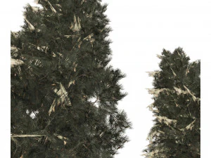 Blue Spruce Pine Trees 3D Model