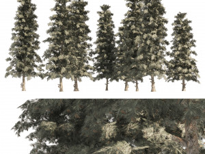 Blue Spruce Pine Trees 3D Model