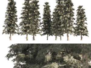 Blue Spruce Pine Trees 3D Model