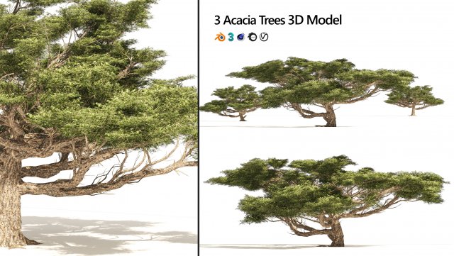 3 Acacia Trees 3D 모델 .c4d .max .obj .3ds .fbx .stl .blend 