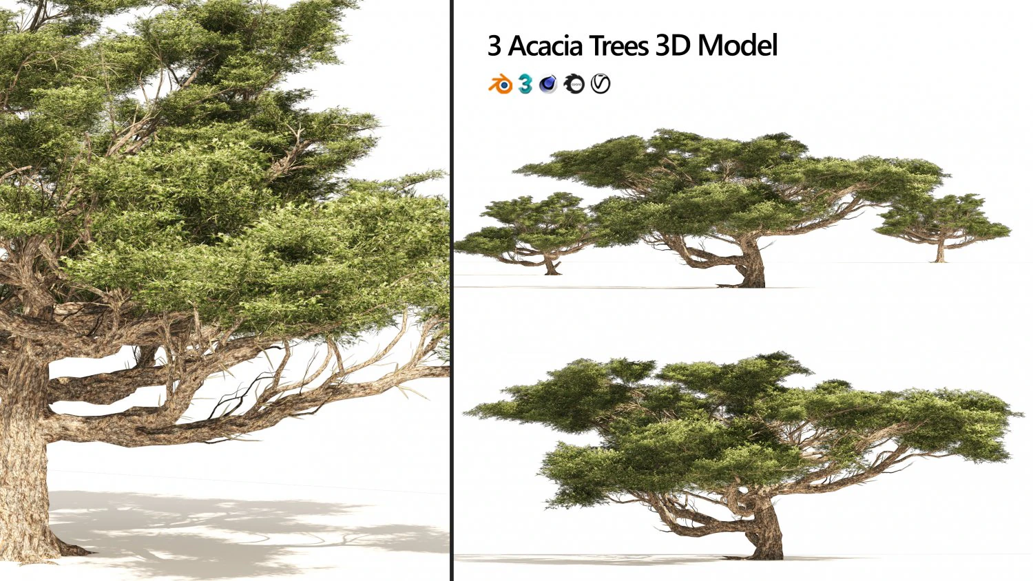3 Acacia Trees 3D Model .c4d .max .obj .3ds .fbx .stl .blend 