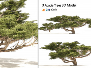 3 Acacia Trees 3D Model