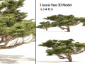 3 Acacia Trees Modello 3D
