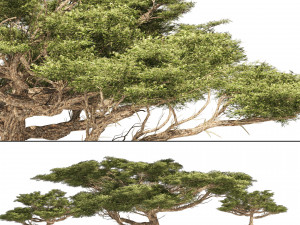 3 Acacia Trees 3D 모델