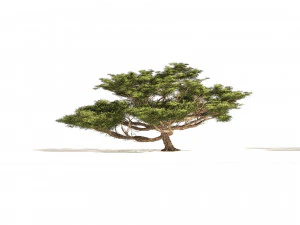 3 Acacia Trees 3D Model