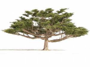 3 Acacia Trees 3D 모델