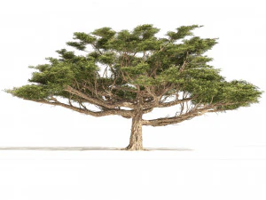 3 Acacia Trees 3D Model