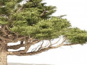 3 Acacia Trees 3D Model