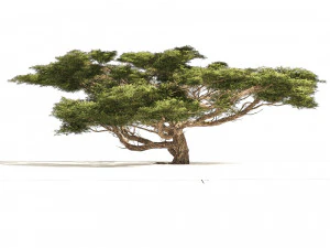 3 Acacia Trees 3D Model