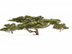 3 Acacia Trees 3D 모델