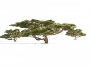 3 Acacia Trees 3D Model