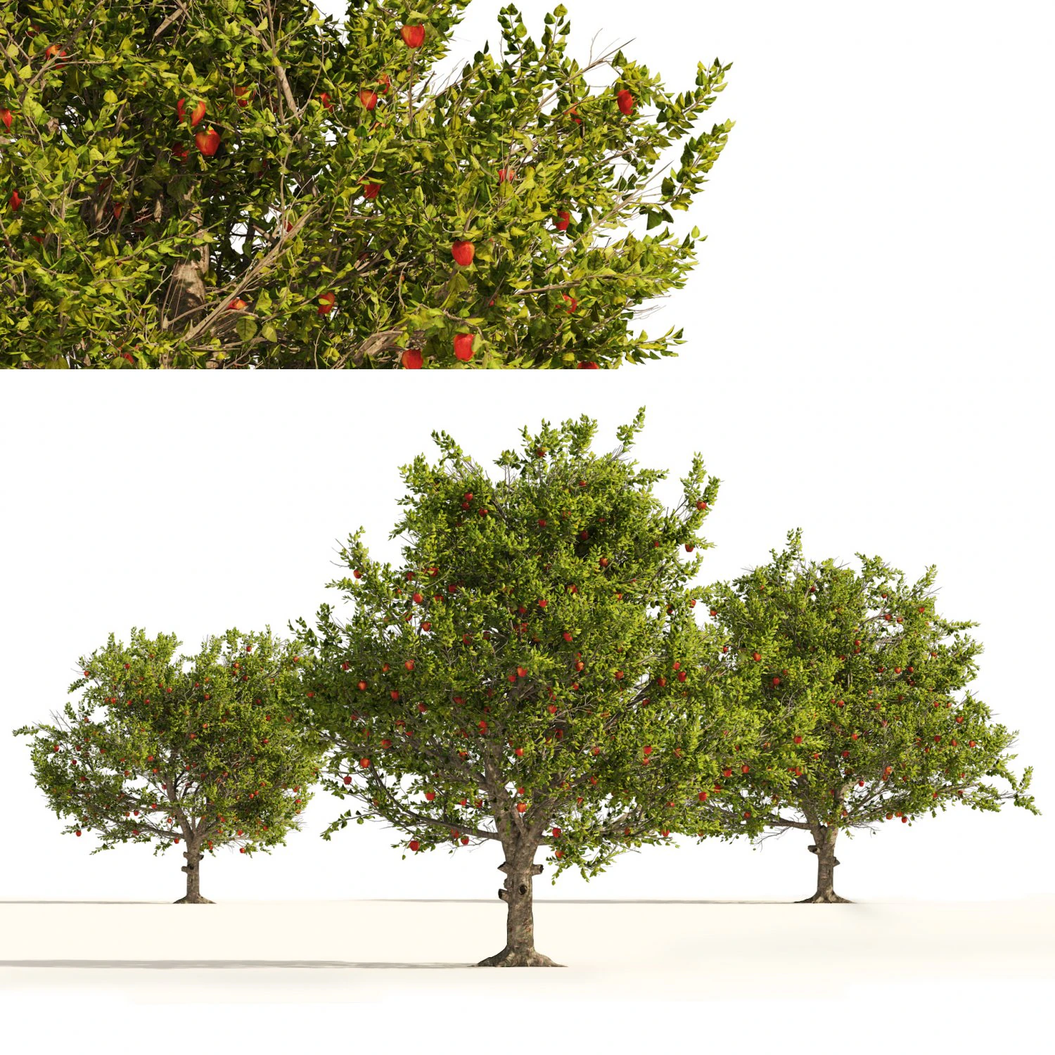 3 Apple trees with apple fruits 3D Model .c4d .max .obj .3ds .fbx .stl .blend 