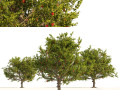 3 Apple trees with apple fruits Modelo 3D