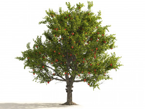 3 Apple trees with apple fruits 3D Model