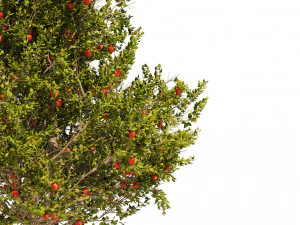 3 Apple trees with apple fruits 3D Model