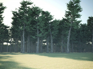 Conifer Forest 3d exterior scene 3D Model