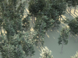 Conifer Forest 3d exterior scene Model 3D