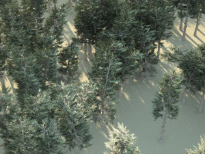 Conifer Forest 3d exterior scene 3D Model