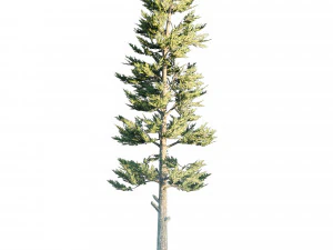 Conifer Forest 3d exterior scene 3D Model