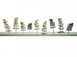 Conifer Forest 3d exterior scene 3D Model