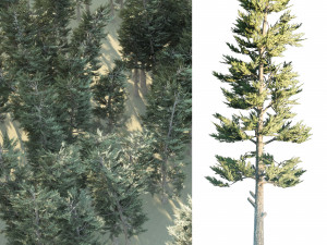 Conifer Forest 3d exterior scene Model 3D