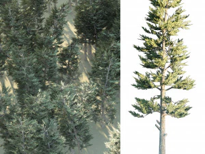 Conifer Forest 3d exterior scene 3D Model