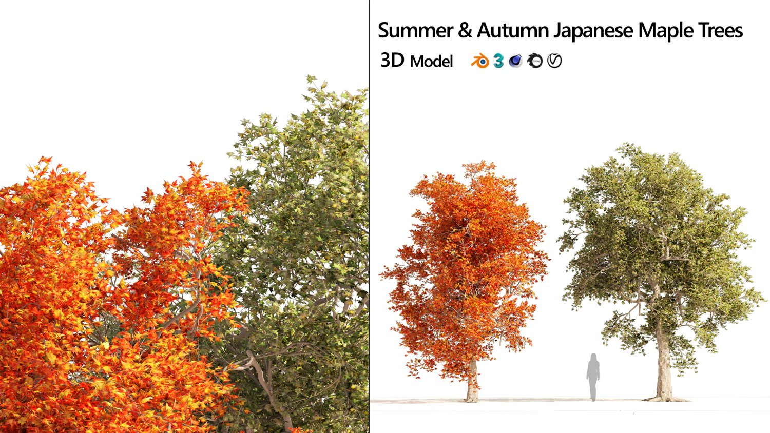 Summer and Autumn Japanese Maple Trees 3D Model .c4d .max .obj .3ds .fbx .stl .blend 