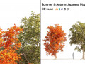 Summer and Autumn Japanese Maple Trees Model 3D