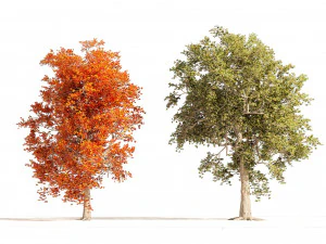 Summer and Autumn Japanese Maple Trees 3D Model