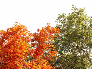 Summer and Autumn Japanese Maple Trees 3D Model