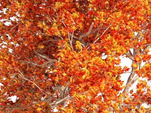 Summer and Autumn Japanese Maple Trees 3Dモデル