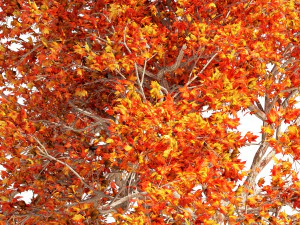 Summer and Autumn Japanese Maple Trees 3D Model