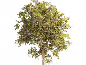 Summer and Autumn Japanese Maple Trees 3Dモデル