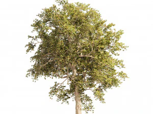 Summer and Autumn Japanese Maple Trees 3D Model