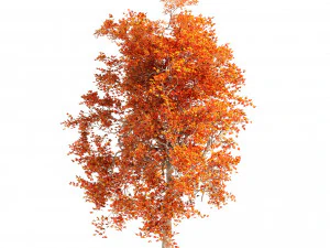 Summer and Autumn Japanese Maple Trees 3D Model