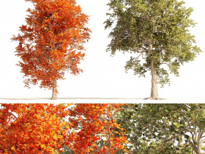 Summer and Autumn Japanese Maple Trees 3Dモデル