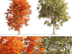Summer and Autumn Japanese Maple Trees 3D Model
